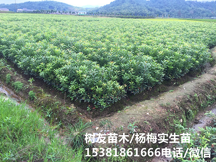 杨梅实生苗(4)