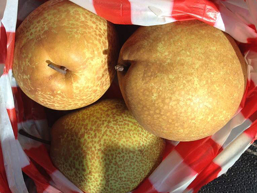 蒲瓜梨果实 - 树友苗木