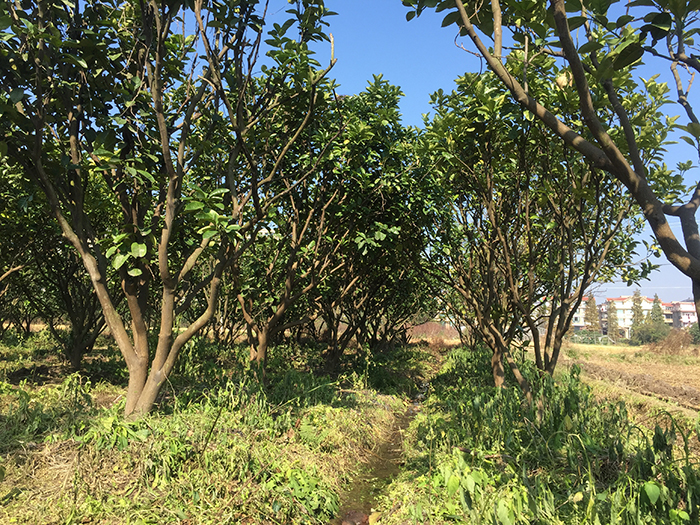 文旦柚子树 (2)