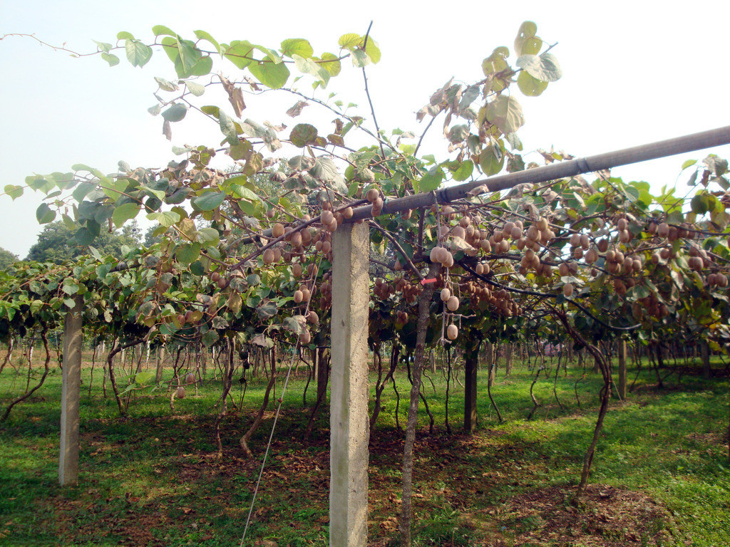 红心猕猴桃树 (2)